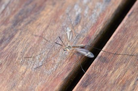 Troje ljudi u Hrvatskoj zaraženo virusom Zapadnog Nila