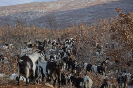 Na ovaj su otok pustili samo četiri koze. Kad su se vratili, gotovo ništa više nije bilo isto