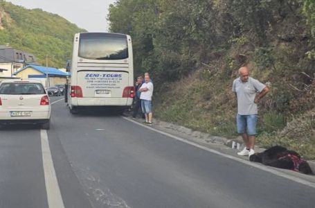Autobus udario medvjeda kod Travnika