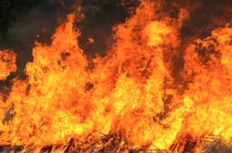 Srbija: Prirodi će trebati više od 20 godina da se oporavi od požara