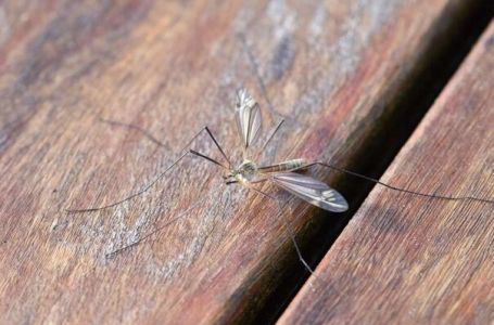 Broj slučajeva virusa Zapadnog Nila u Evropi premašio 1.000
