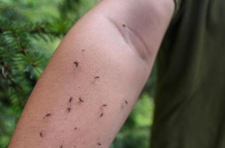 Virus Zapadnog Nila hara Hrvatskom: Deset osoba završilo u bolnici