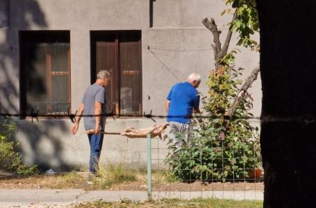 Radnici okrenuli prase u Botaničkoj bašti Zemaljskog muzeja! (VIDEO)