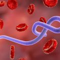 Virus Zapadnog Nila se širi Srbijom: Za nekoliko mjeseci oboljelo 46 ljudi