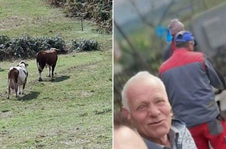 Tragedija u BiH: Bik usmrtio Ibrahima u njegovoj njivi - evo šta će sada uraditi sa životinjom