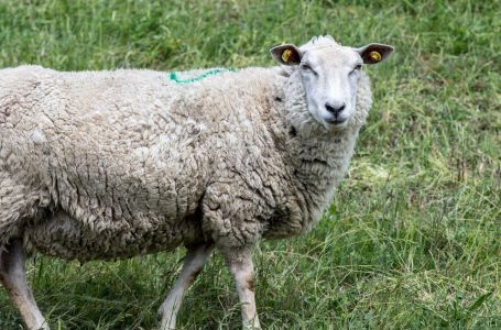 Na zabačenom otoku ostavili su 4000 ovaca: Decenijama poslije zatekli prizor koji je šokirao naučnik